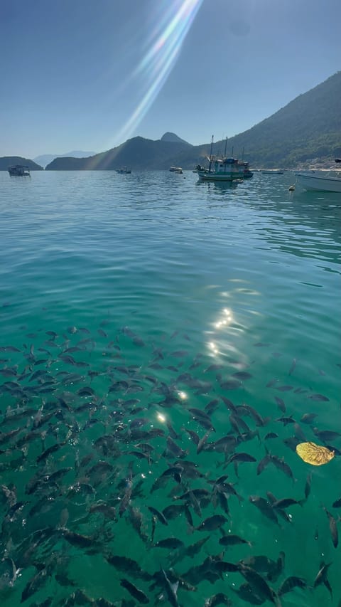 Cardume de peixes na água verde e cristalina de Araçatiba, Ilha Grande