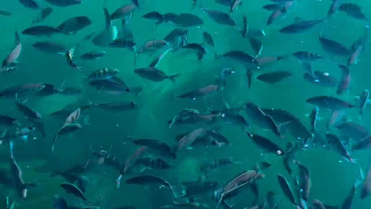 Cardume de peixes na água verde-esmeralda embaixo do deck da Pousada Convés, em Araçatiba, Ilha Grande